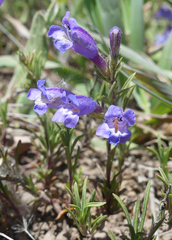 Penstemon linarioides