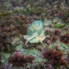 Odontocymbiola magellanica