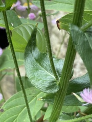 Erigeron philadelphicus philadelphicus