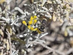 Megachile canariensis