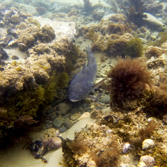 Eleginops maclovinus