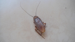 Periplaneta americana