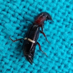 Paratillus carus