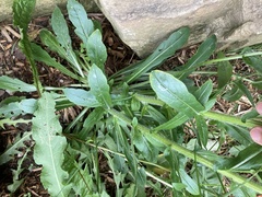 Erigeron philadelphicus philadelphicus