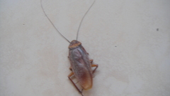 Periplaneta americana