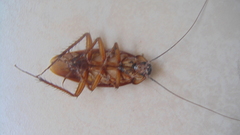 Periplaneta americana