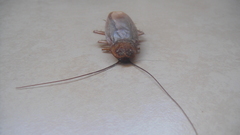 Periplaneta americana