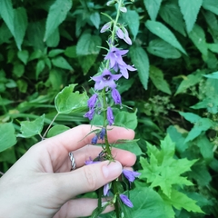 Campanula rapunculoides