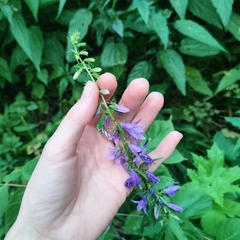 Campanula rapunculoides