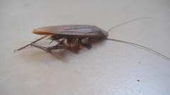 Periplaneta americana