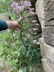 Erigeron philadelphicus philadelphicus