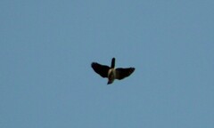 Accipiter tachiro