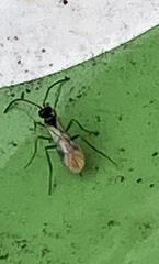 Dinocampus coccinellae