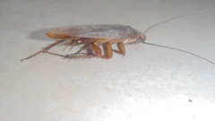 Periplaneta americana