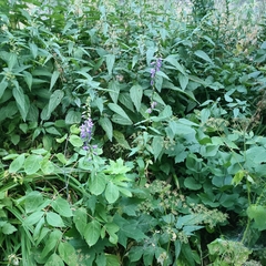 Campanula rapunculoides