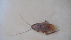 Periplaneta americana