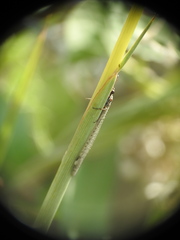 Myrmeleon inconspicuus