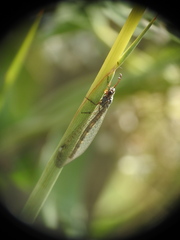 Myrmeleon inconspicuus