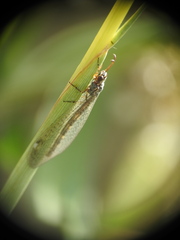 Myrmeleon inconspicuus