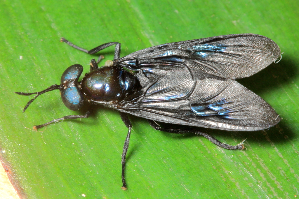 Chaetosargus