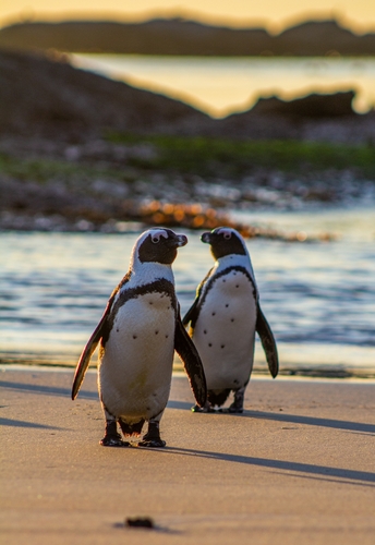 African Penguin