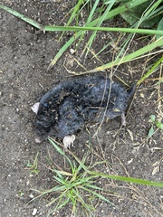 Talpa europaea
