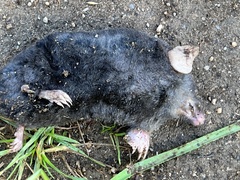 Talpa europaea