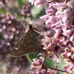 Atalopedes campestris