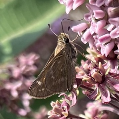 Atalopedes campestris