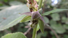 Epipactis helleborine orbicularis