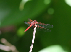 Dythemis rufinervis