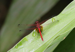 Dythemis rufinervis