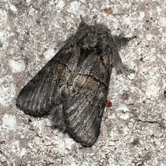 Gluphisia septentrionis