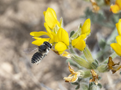 Megachile canariensis