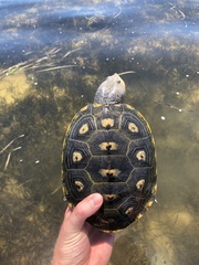 Malaclemys terrapin macrospilota