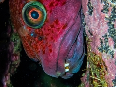 Chorisochismus dentex