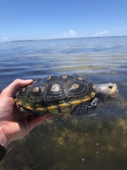 Malaclemys terrapin macrospilota
