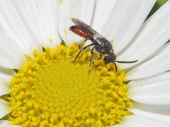 Sphecodes ruficrus