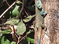 Acanthocercus ugandaensis