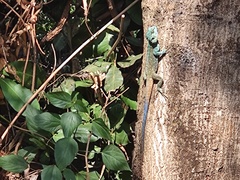 Acanthocercus ugandaensis