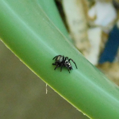 Phidippus audax