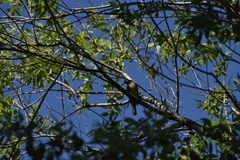 Empidonax occidentalis