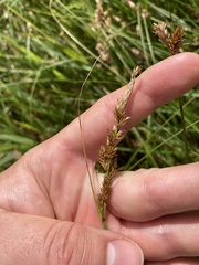 Carex sartwellii