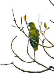 Amazona auropalliata