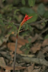 Cyrtanthus galpinii