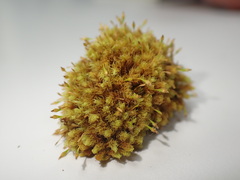 Ulota crispa