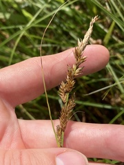 Carex sartwellii