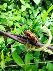 Sephina vinula
