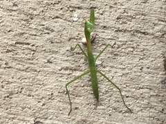 Tenodera sinensis
