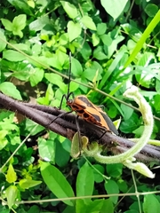 Sephina vinula